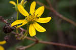 Kidneyleaf rosinweed